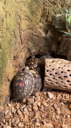No baby leopard tortoises were harmed in the making of this video 🐢 Did you know that we recently hatched a handful of leopard tortoises? They are cute, energetic, and love to flip themselves upside down (sorry, zookeepers). Find them in the Madagascar exhibit on your next visit! | Abilene Zoo