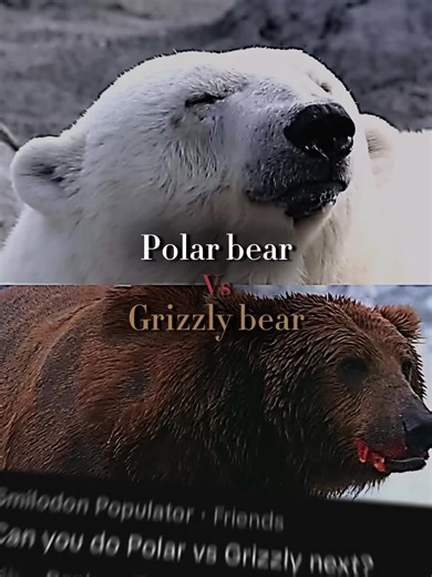 Polar Bear vs Grizzly Bear: Who Wins the Debate?