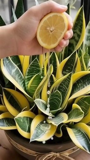 How to revive snake plants using fresh lemon juice safely | Garden Designs & Tips