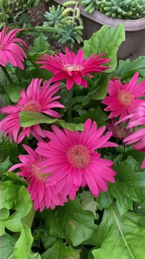 Pink Gerbera: Bright Blooms, Simple Growing!