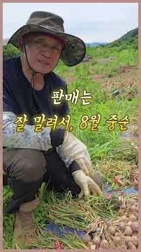 단양마늘 종구 얼마에 파나유 ?(통마늘) #마늘농사 #단양마늘 #마늘가격 #종구 #농민직거래 #통마늘
