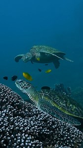1.2K views · 16 reactions | Sending a wave of love on #WorldTurtleDay with the incredible Alex Kydd, capturing these majestic sea turtles in 120fps..   Z 9 | Nikon Australia | Facebook