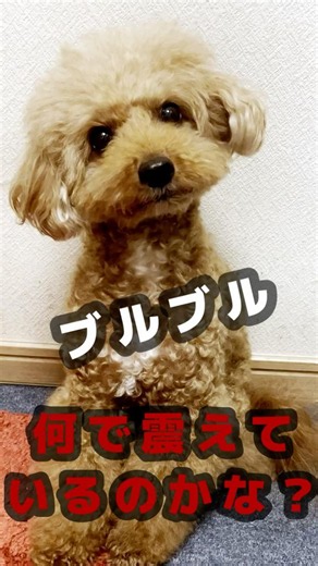 トイプードルの震えが止まらない、その理由は？#トイプードル #多頭飼い #犬のいる暮らし #犬との生活 #ティーカッププードル #タイニープードル #トイプードルレッド ＃トイプードルシルバー
