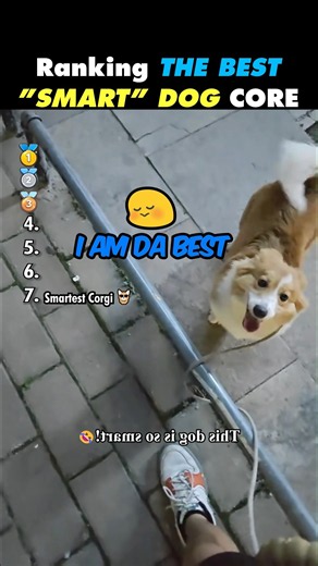 Ranking The Best “Smart” Dog Core