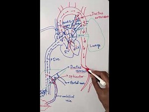 Circulation before birth ( Fetal circulation - explained step by step in detail )