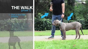 40 reactions · 11 comments | Our Full E-Collar Program For $10 bucks?...