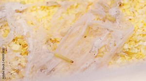 Moth larva crawling on surface of corn flakes. Food infested by moth larva. Web. Close-up in 4K, UHD