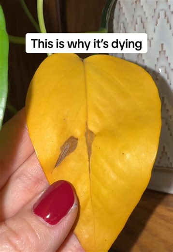 How to Save a Yellowing Plant (Before You Throw It Away) If your plant has yellow leaves, brown spots, or just looks tired, don’t panic and start changing everything. Sometimes it’s not about doing more, it’s about doing the right thing consistently. This is what I add to my regular watering routine when my plants start declining. It’s simple and it works. 🌱 I linked the exact one I use! #planthelp #houseplanttips #yellowleaves #plantcare101 #planttok