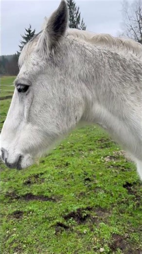 Athena learning to do panther was IMG 0276