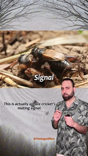 Cricket Chirping Mechanism