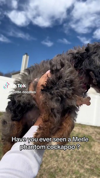 Discover the Merle Phantom Cockapoo: An Adorable Breed