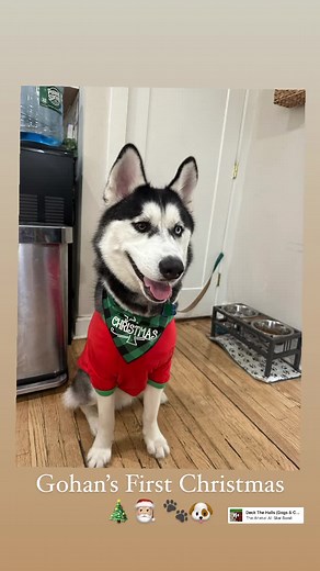 #Gohan #HuskyDog #GohanHuskyDog