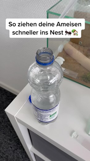 Ameisenzucht Tipps: So ziehen deine Ameisen schneller ins Nest 🐜🏡
