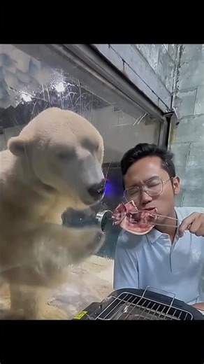 Polar Bears Are Way Funnier Than You Think 🐻‍❄️😂