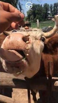 Peternak Sapi 2 #ternaksapi #peternaksapi #peternakmuda