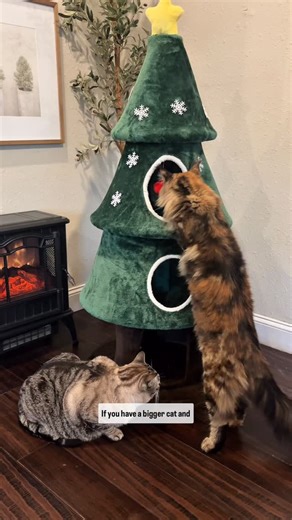 Cat Must have | Best cat finds on Instagram: "🎄🐾 Big cats deserve big fun! This Christmas tree for bigger cats is sturdy, spacious, and perfect for climbing, scratching, and napping safely. Keep your festive décor intact while giving your larger feline plenty of holiday joy. ✨😺 Because every kitty deserves a tree built just for them. #ChristmasTreeForBigCats #CatHolidayFun #FestiveFelines #CatPlayTree #ChristmasForCats #CatLoversGift #SturdyCatTree #BigCatFun #CatMomEssentials #CatDadApproved