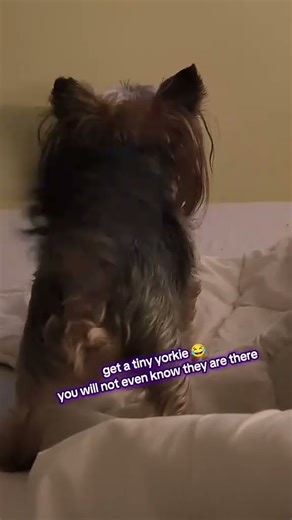 great spirit in tiny body ❤️ #yorkiesofyoutube