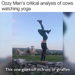 They look absolutely mesmerized 😂 Credit: Ozzy Man Reviews | VT