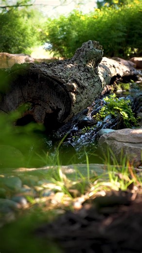 Enhance Your Backyard Design with a Unique Water Feature
