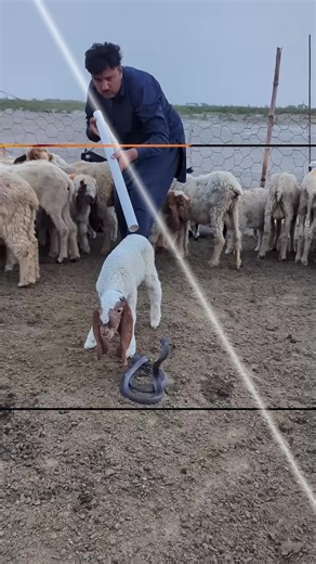 Gunung Semeru Meletus Lagi - 19 November 2025