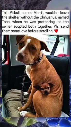 True Friendship Knows No Bounds! 🐾 The Heartwarming Story of Merrill and Taco