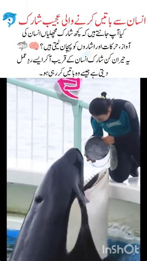 Jacob Sheep – The Rare Four-Horned Sheep#shark#naturefacts#wildlife#nature#shorts