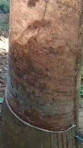 Rubber Cutting Plant #shorts #rubbercuttingplant#youtubeshorts #shortsfeed #short