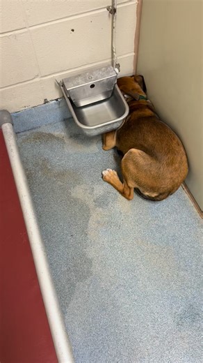 UPDATE : ADOPTED ! Friends, our precious Vesper needs a Hero. Vesper is a female mixed breed puppy. As you can see she is terrified in the shelter. She needs a home where she’ll feel safe & loved. Will you please help her?? The shelter is open 1-5 today. ❤️ | Joplin Humane Society Animal Adoption & Resource Center