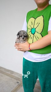 This baby has a shade of blue coat but will not make your life in blue! 💙 Introducing our first ever blue merle toy poodle with bouncy coat. #toypoodle #petlover #pet #dog #doglove #puppylove #poodle | Pretty Bubble Dog