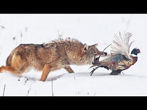🐺 Fearless Hunter: The Coyote’s Secret Power Revealed! ⚡