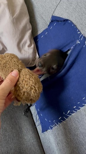 Buddy the #sable now is living inside tte sofa … trying to get him out with the help of a beaver ☝️