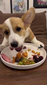 An immersive look at Saliva Ji's daily eating routine. #pets #dog #corgi #dogfood