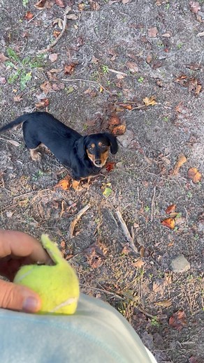 In this video we show the intricacies of how the wienerdog loves to play. They are well know for their nostrils, but wienerdogs in the year 2023 have developed an extra cone in their eyes so they can have even better eye sight than they do smell. Lily the black and tan wienerdog skips smelling the neighbor dog and wants to see the neighbor dog instead. IS RHAT NOT AN AMAZING EVOLUTIONARY TRAIT!? | Steven Latham