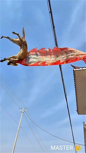 Flying Dog Stunt! 😱 Kutte Ka Ye Epic Parkour Dekh Kar Hosh Ud Jayenge! 🔥 #viral #trending