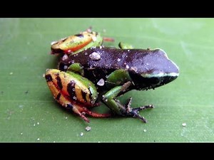 Biodiversity hotspot case study: Madagascar