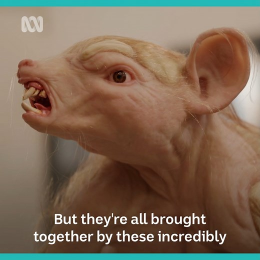 There's an incredible amount of detail in the weird and wonderful sculptures of artist Patricia Piccinini. Creative Types with Virginia Trioli - Stream now on ABC iview: https://ab.co/StreamABCiview | ABC Arts