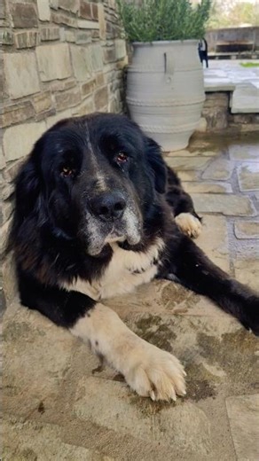 ελληνικός ποιμενικός τον στριμωξανε τα puppies 🤣🤣 #dog #puppy #doglife #σκύλοσ