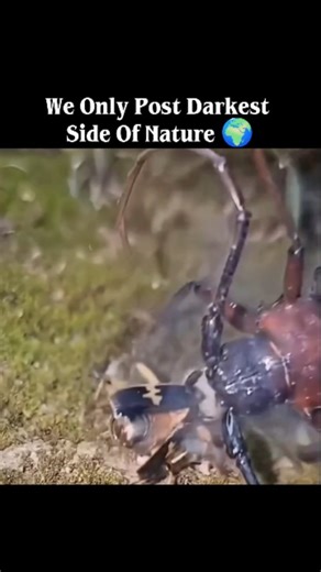 WildVoid on Instagram: "Bombardier beetles have a highly effective and unique defense mechanism that involves the explosive release of a hot chemical spray. When threatened, these beetles eject a boiling mixture of hydrogen peroxide and hydroquinones from the tips of their abdomens. The chemicals are stored separately in reservoirs within the beetle’s body and are only mixed when needed. When the beetle is disturbed, the two chemicals enter a special reaction chamber lined with enzymes, triggeri