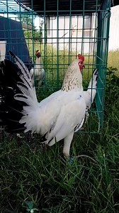 Breeding season guide #followerseveryonehighlights #everyonehighlights #tipsforbreeding #everyonefollowers | Dano Gamefowl