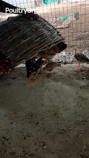 Keeping Chicks Warm and Safe at Night N-14
