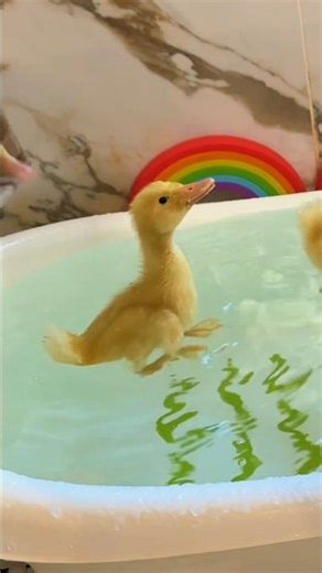 🐥❤️💦The ducklings jump into the bathtub #duck #funnyducklings #ducks