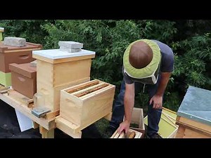 Five Frame Space Is Maxed Out - Managing Nuc Colonies - Hive 012 (Rec. 07 22