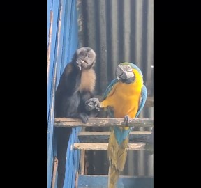Monkey Feeds Macaw Parrot