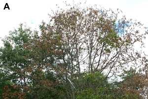 Worried about oak wilt?