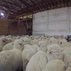 Spring Shearing — Part 1 of 4 — Sheep are dry, in the shearing barn ready to get shorn! 🐑🐑🐑🐑🐑🐑🐑🐑 🎥 @darmstrongfoto / with Helle Rambouillet, Montana Wool Growers Association & Experience Wool #sheep #sheepshearing #ranchlife #sheeptoshelf #montanagrown #madeinusa #wool #wearwool #knowwhereyourclothescomefrom #bestofmontana #merinowool #hellerambouillet #americanwool #sustainablefashion #sustainablestyle #sustainableagriculture #lovesheep #sheeplove | Duckworth