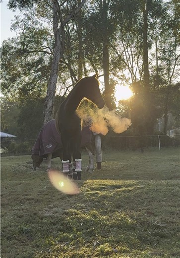 Pretty horses, winter sunrises and a cool 9 degree ✨💗 #hanoverian #horses #wintermorning