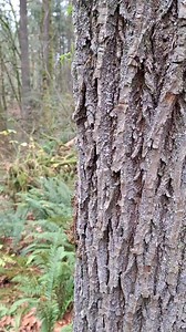 79K views · 397 reactions | The Bigfoot Expert takes you DEEPER THAN ANYONE ELSE CAN. Deep woods expedition SW Washington. Hunting for the dirty Bigfoot Squatch from the high ground #documentary #bigfoot #sasquatch #deepwoods #thebigfootexpert #sasquatchtriangle #Dangerous | The Bigfoot Expert | Facebook