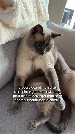 ahah la belle vie pourtant 😹 #chat #cat #chatstory #cute #chatmignon