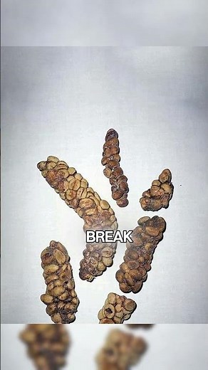 How Kopi Luwak, the world’s most expensive coffee, is made