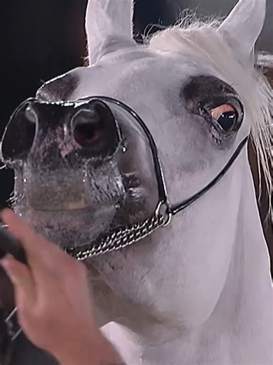 doing chores for the fyp. Muthhelah Al Cady, mares 4-6 class #pursangarabe #equestrian #horse #caballoarabe #arabianhorse